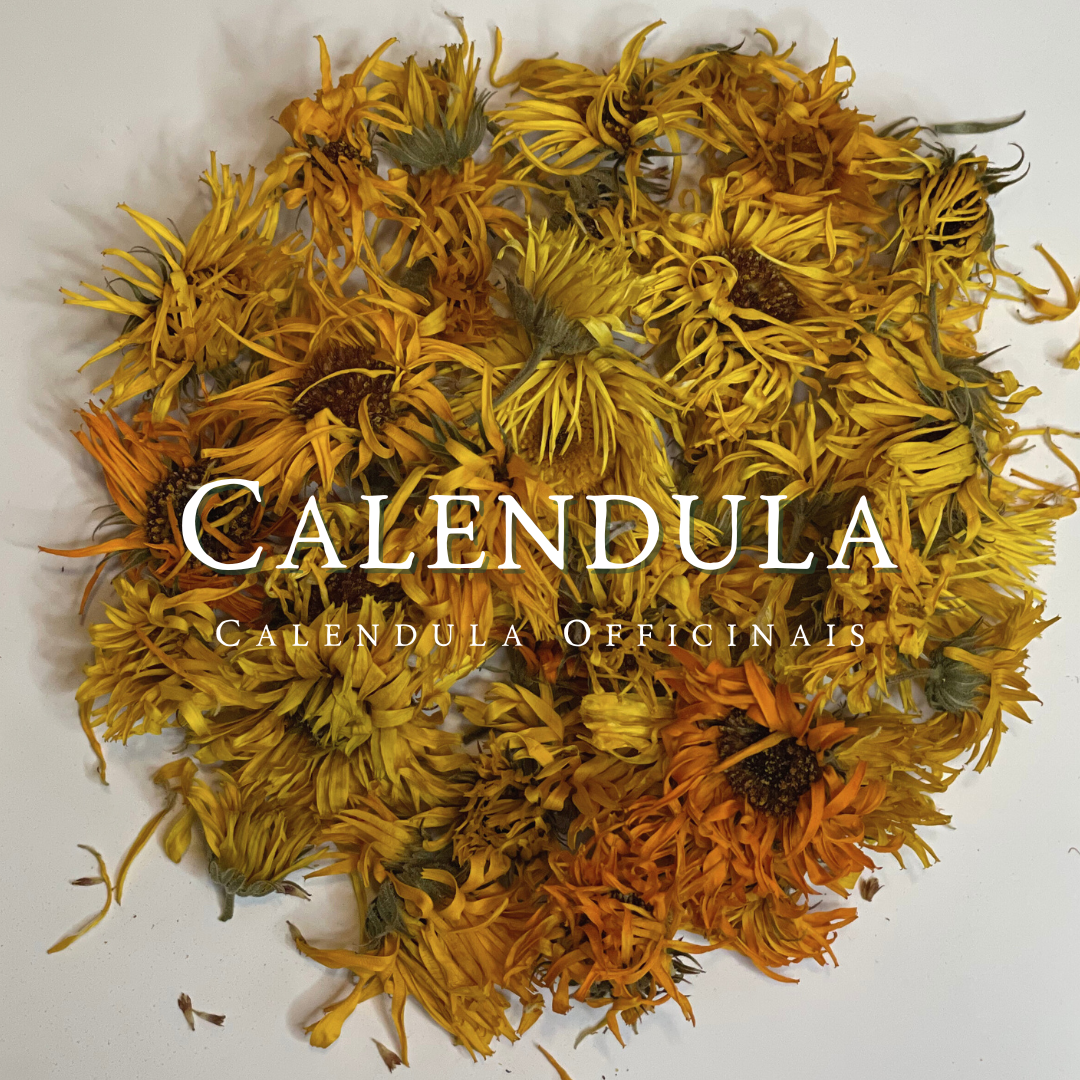 Calendula