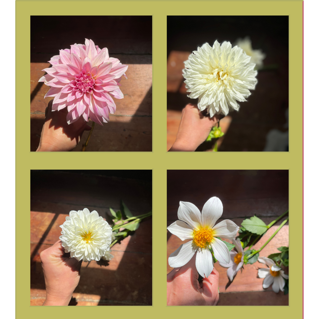 Dahlia Tubers