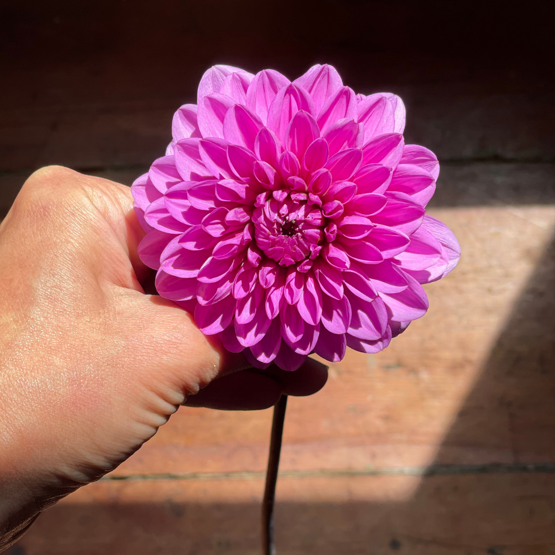 Dahlia Tubers