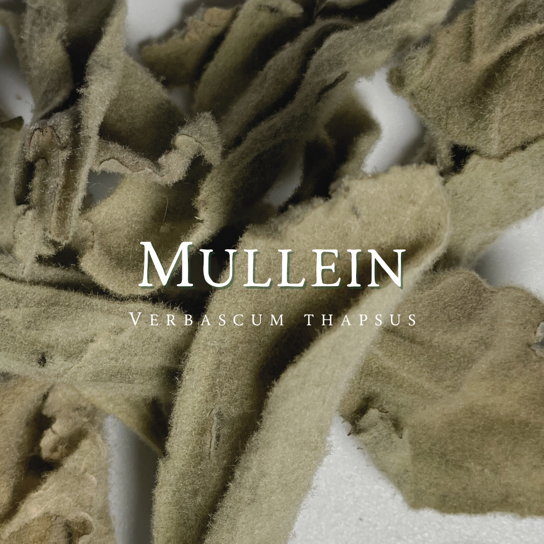 Mullein