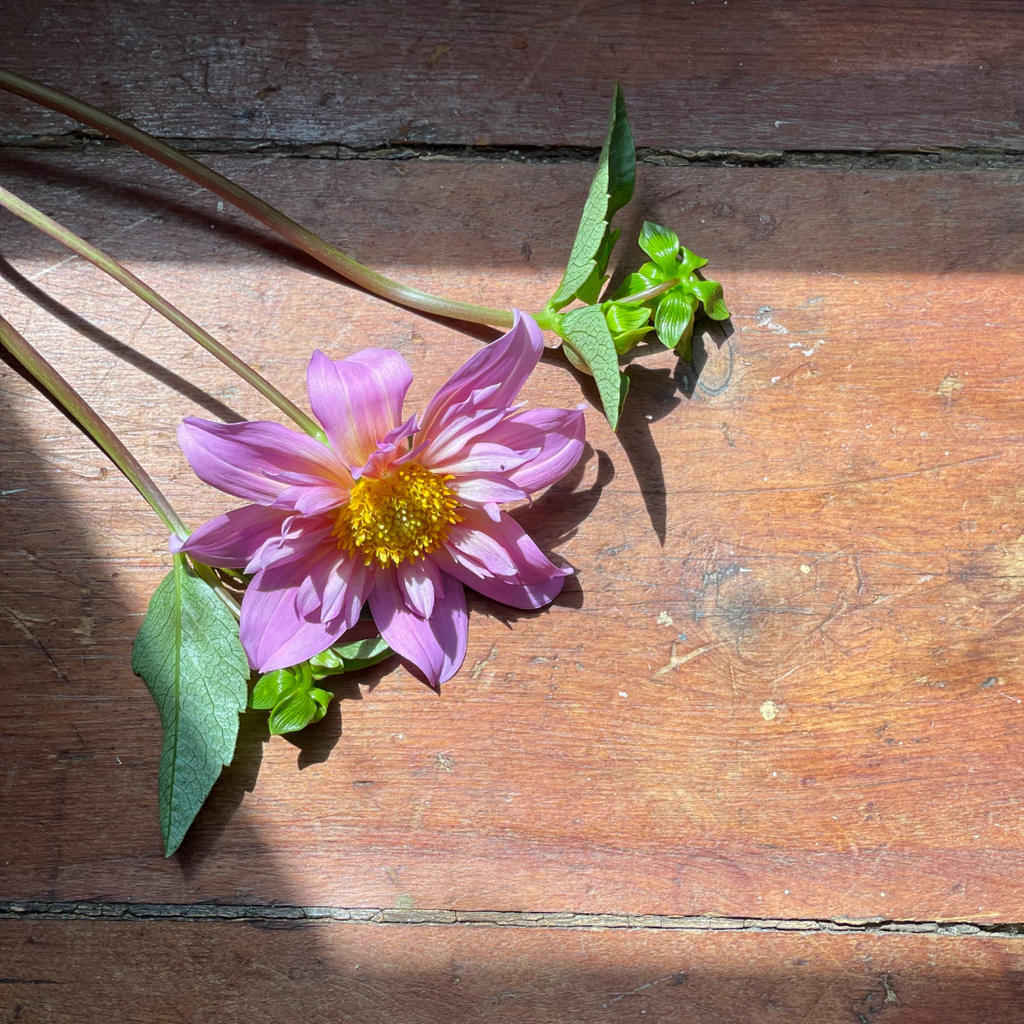 Dahlia Tubers