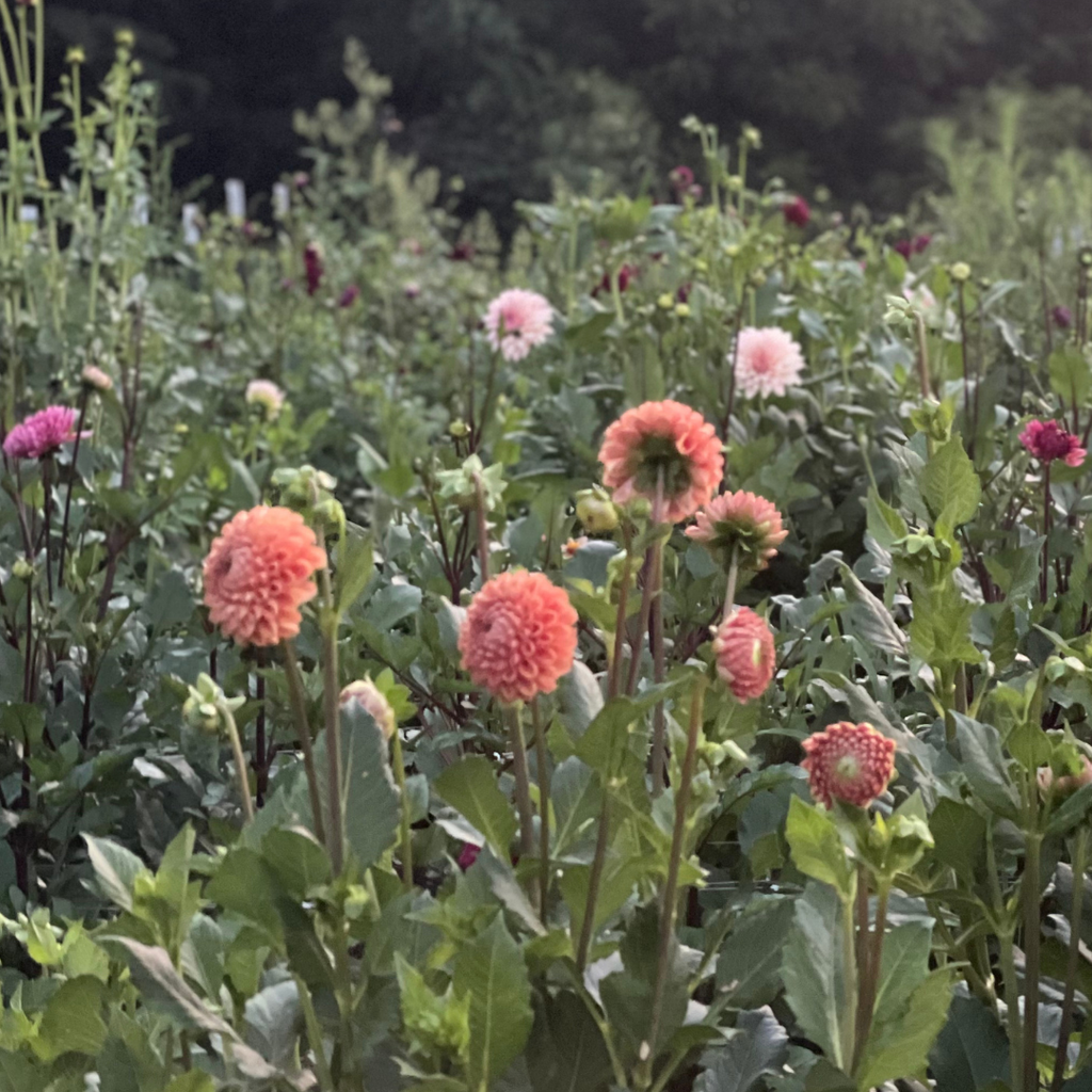 Dahlia Tubers