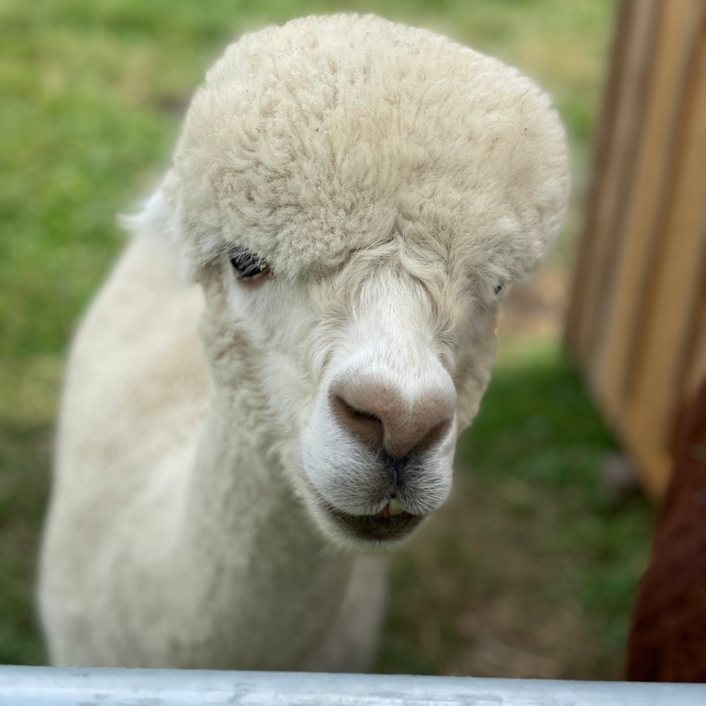 Single Source Alpaca Yarn