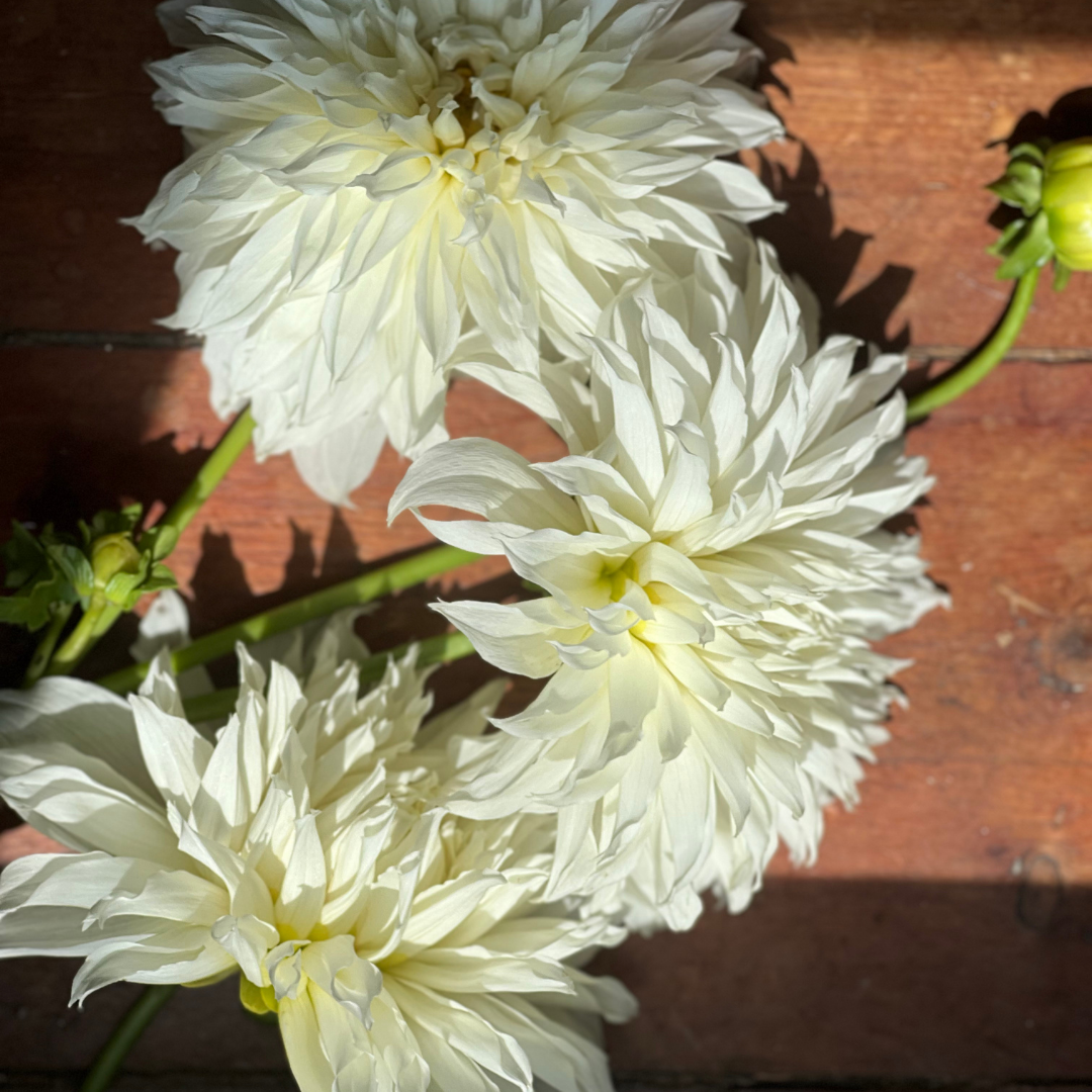 Dahlia Tubers