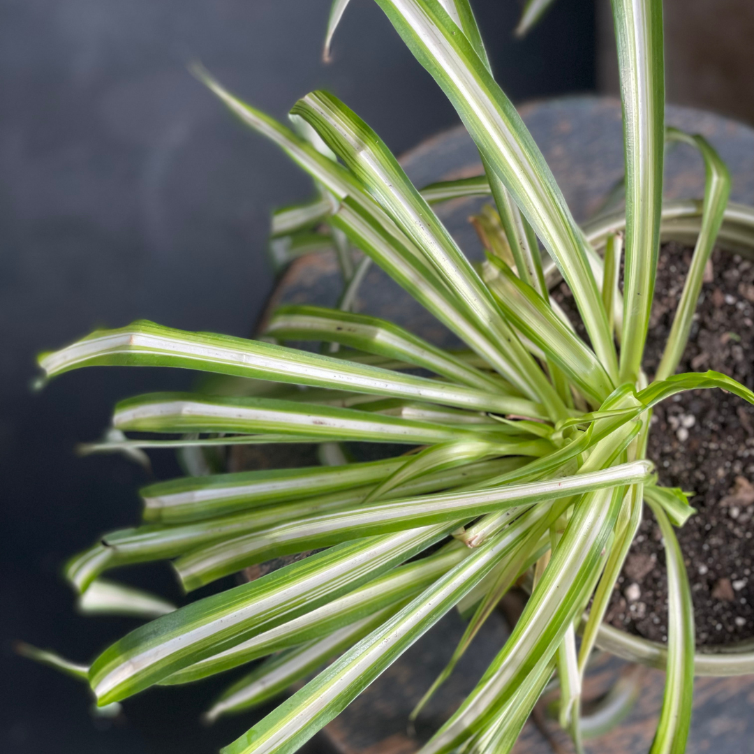 Spider Plant