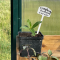 Raspberry Cream Gomphrena