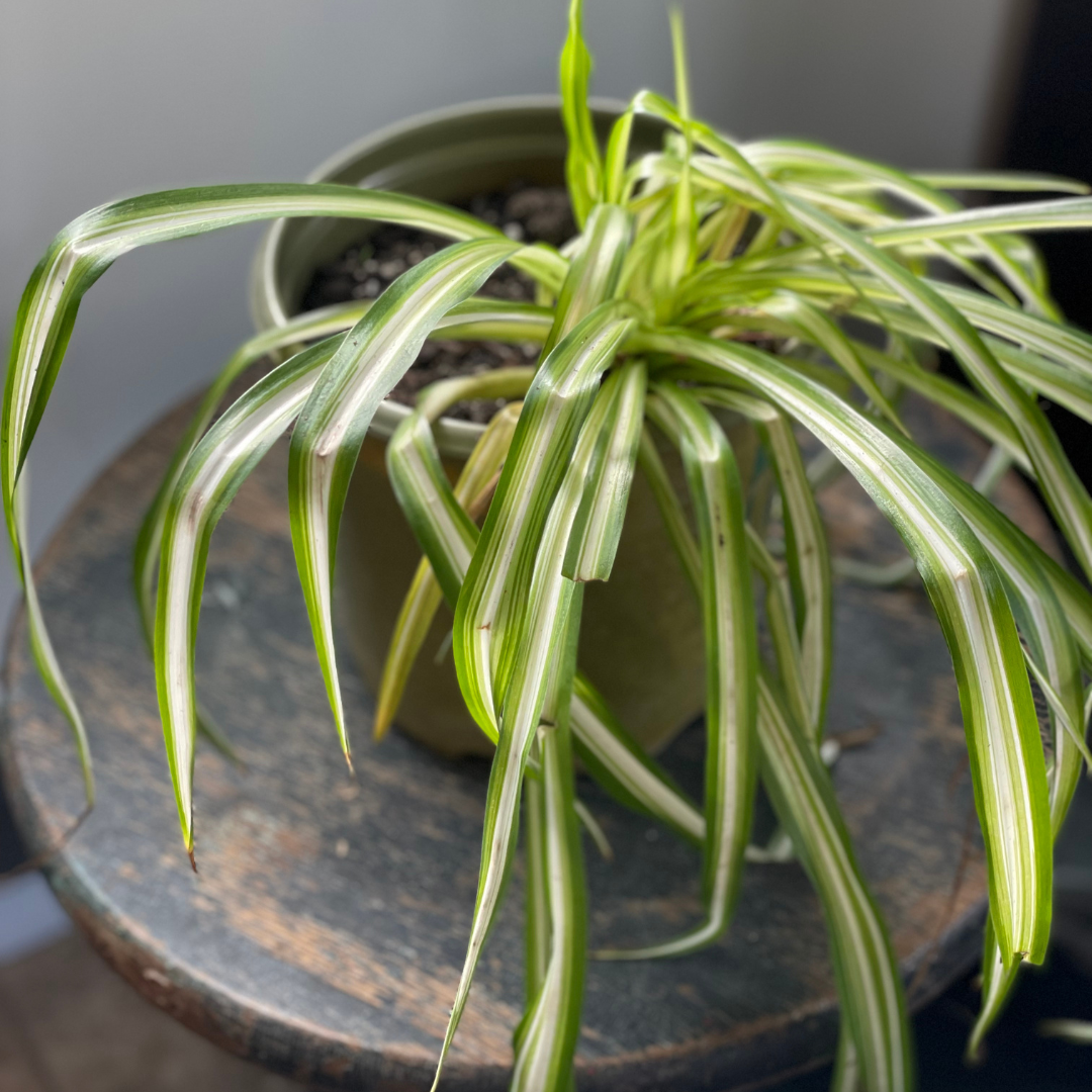 Spider Plant