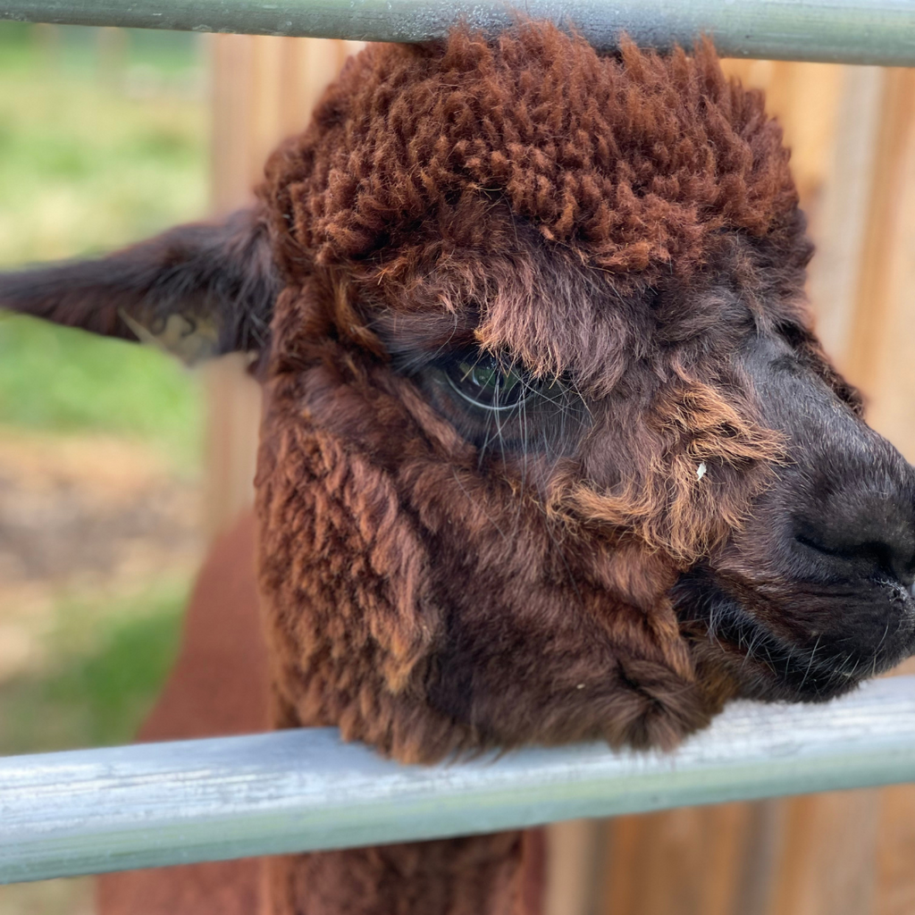 Single Source Alpaca Yarn